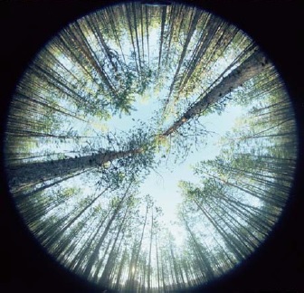 Hemispheric photograph of the Scots pine canopy