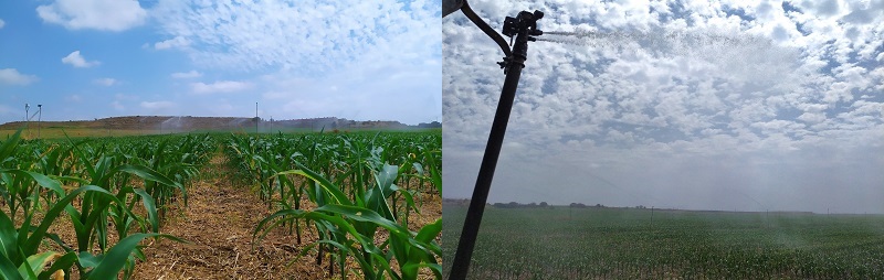 Corn crop irrigation