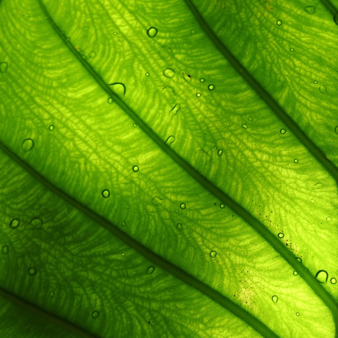 Zoomed-in image of a leaf
